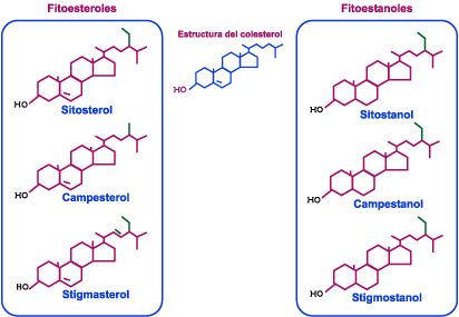 fitoesteroles-fitoestanoles