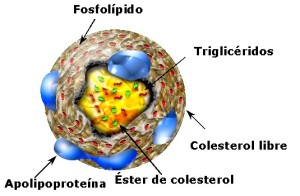 colesterol1